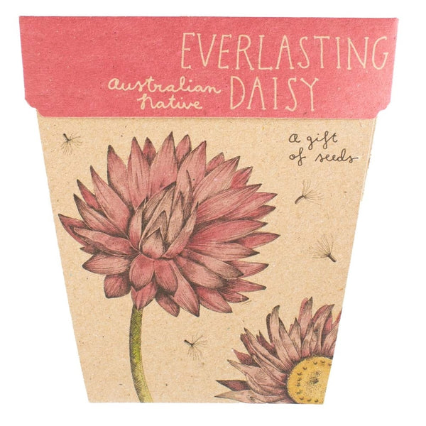 Sow 'n' Sow A Gift of Seeds - Everlasting Daisy